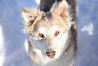 Alaskan Malamute-Unknown Mix Dogs for adoption in Dodson, MT, USA