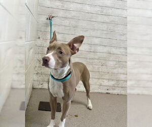 American Pit Bull Terrier-Unknown Mix Dogs for adoption in San Bernardino, CA, USA
