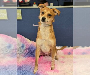 Chihuahua-Unknown Mix Dogs for adoption in Lakewood, CO, USA