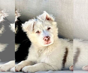 Mutt Dogs for adoption in Sandy, UT, USA