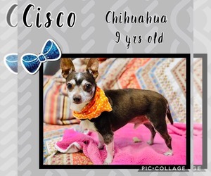 Chihuahua Dogs for adoption in Franklinton, LA, USA