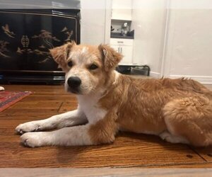 Golden Retriever-Unknown Mix Dogs for adoption in Woodland Hills, CA, USA