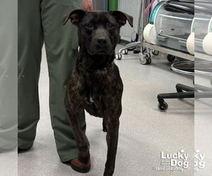 Labrador Retriever-Unknown Mix Dogs for adoption in Washington, DC, USA