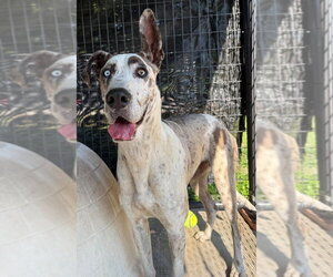 Great Dane Dogs for adoption in Brooklyn, NY, USA