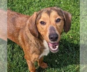 Basset Hound Dogs for adoption in Potomac, MD, USA