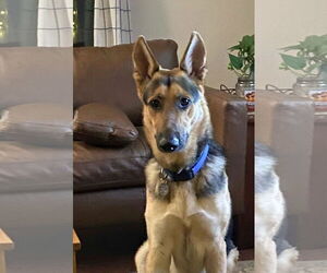 German Shepherd Dog Dogs for adoption in Modesto, CA, USA