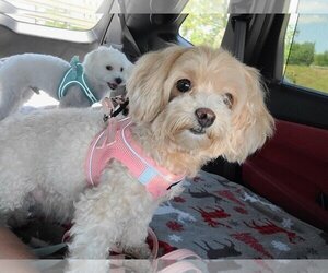 Maltese Dogs for adoption in Tampa, FL, USA