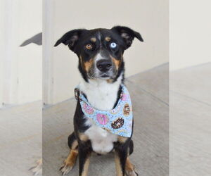 Australian Shepherd-Unknown Mix Dogs for adoption in McKinney, TX, USA