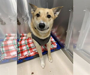 Karelian Bear Dog-Unknown Mix Dogs for adoption in Fairbanks, AK, USA