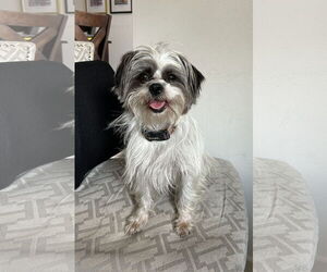 Lhasa Apso-Unknown Mix Dogs for adoption in Newport Beach, CA, USA