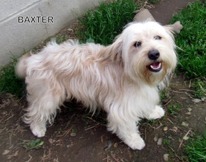 Havanese Dogs for adoption in Lindsay, CA, USA