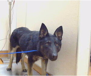 German Shepherd Dog Dogs for adoption in Sacramento, CA, USA