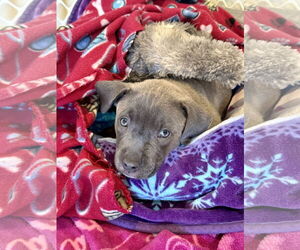 American Pit Bull Terrier Dogs for adoption in Mobile, AL, USA