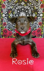 Labrador Retriever-Unknown Mix Dogs for adoption in Lytle, TX, USA