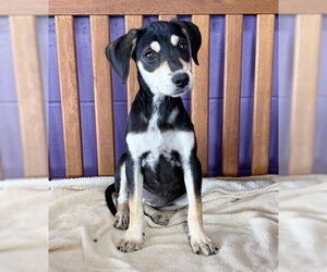 Mutt Dogs for adoption in Genesee, WI, USA