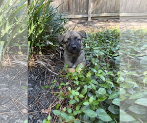 Labrador Retriever-Unknown Mix Dogs for adoption in The Woodlands, TX, USA