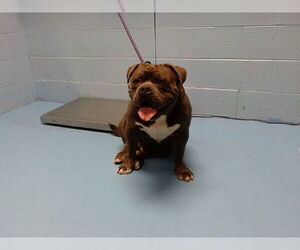 Bulldog-Unknown Mix Dogs for adoption in Moreno Valley, CA, USA