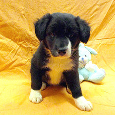 Sheprador Dogs for adoption in Fayetteville, TN, USA