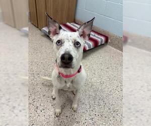 Mutt Dogs for adoption in Brighton, CO, USA