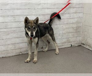 Siberian Husky-Unknown Mix Dogs for adoption in San Bernardino, CA, USA