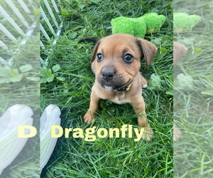 Bullboxer Pit Dogs for adoption in Evansville, IN, USA