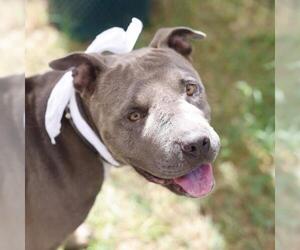 American Staffordshire Terrier-Unknown Mix Dogs for adoption in San Antonio, TX, USA