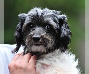 Shih Tzu Dogs for adoption in Vernonia, OR, USA