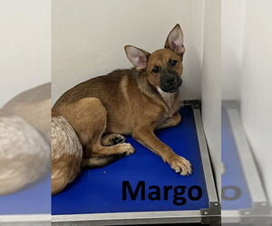 Red Heeler-Unknown Mix Dogs for adoption in Mountain View, AR, USA