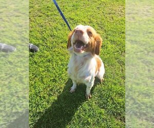 Brittany Dogs for adoption in Curwensville, PA, USA