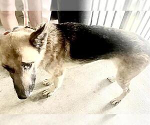 German Shepherd Dog Dogs for adoption in Houston, TX, USA