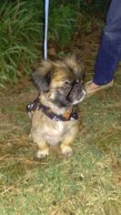 Pekingese Dogs for adoption in Northport, AL, USA