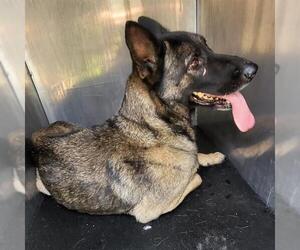 Medium Photo #1 German Shepherd Dog Puppy For Sale in San Antonio, TX, USA
