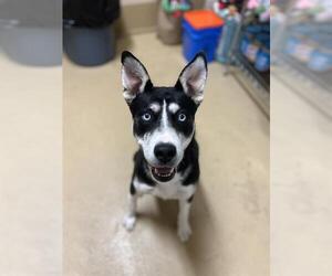 Siberian Husky-Unknown Mix Dogs for adoption in Chula Vista, CA, USA