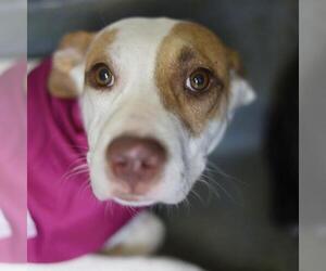 American Staffordshire Terrier-Unknown Mix Dogs for adoption in San Antonio, TX, USA