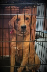 Redbone Coonhound Dogs for adoption in Piedmont, MO, USA