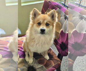 Huskies -Pomeranian Mix Dogs for adoption in Omaha, NE, USA