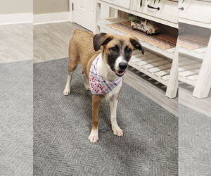 Mutt Dogs for adoption in Emmett, ID, USA