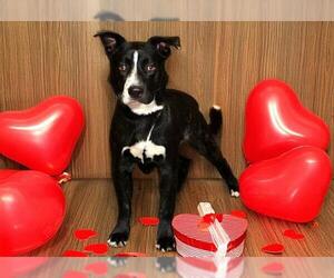 Border Collie-Unknown Mix Dogs for adoption in West Valley, UT, USA