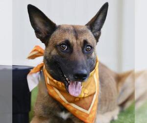 German Shepherd Dog-Unknown Mix Dogs for adoption in San Antonio, TX, USA