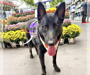 German Shepherd Dog-Unknown Mix Dogs for adoption in Las Vegas, NV, USA