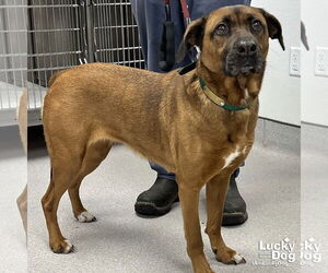 Labrador Retriever-Unknown Mix Dogs for adoption in Washington, DC, USA