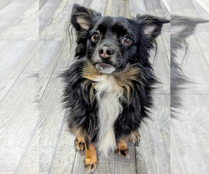 Medium Photo #2 Papillon-Unknown Mix Puppy For Sale in Sykesville, MD, USA