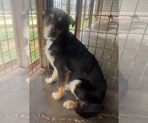 Australian Shepherd-Unknown Mix Dogs for adoption in Grafton, WI, USA