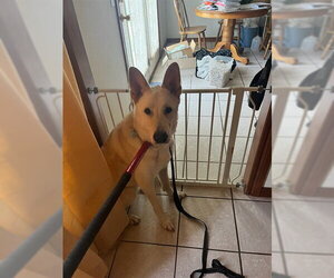 German Shepherd Dog-Unknown Mix Dogs for adoption in Oklahoma City, OK, USA
