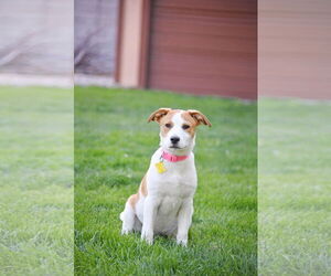 Australian Shepherd-Unknown Mix Dogs for adoption in Sandy, UT, USA