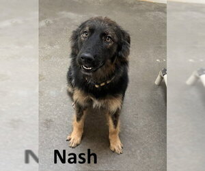 Australian Shepherd-German Shepherd Dog Mix Dogs for adoption in Mountain View, AR, USA