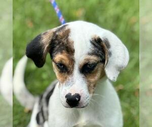Beagle-Chihuahua Mix Dogs for adoption in Yardley, PA, USA