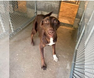 Labrador Retriever-Unknown Mix Dogs for adoption in Aurora, IN, USA
