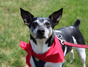 Rat Terrier Dogs for adoption in Cedar Rapids, IA, USA
