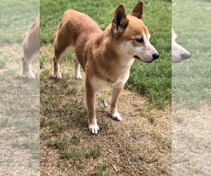 Shiba Inu Dogs for adoption in Austin, TX, USA
